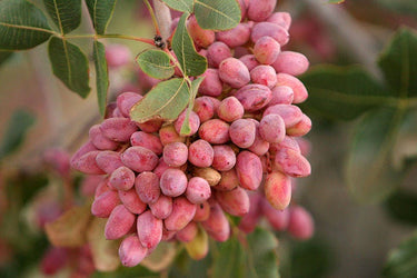 5 PISTACHIO NUT TREE Pistacia Vera Fruit Red Flowers Seeds
